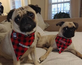 collegiate dog sweaters