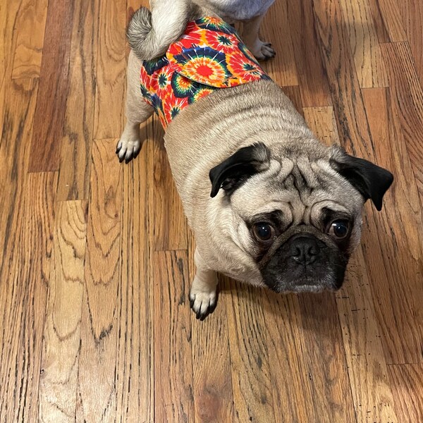 Belly Band for Dogs Etsy