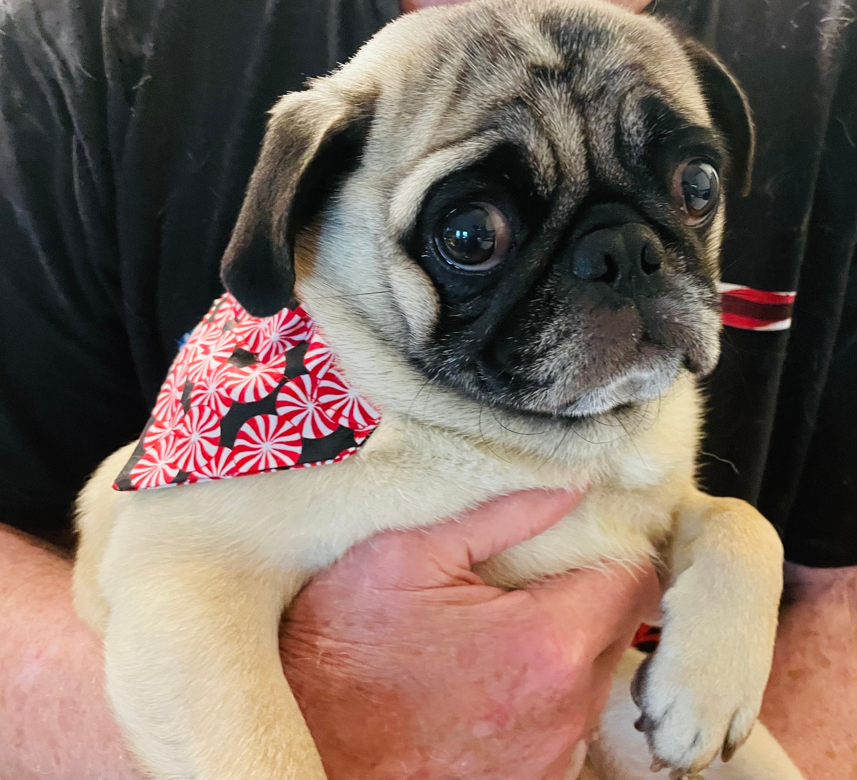 Pug bandana 2025