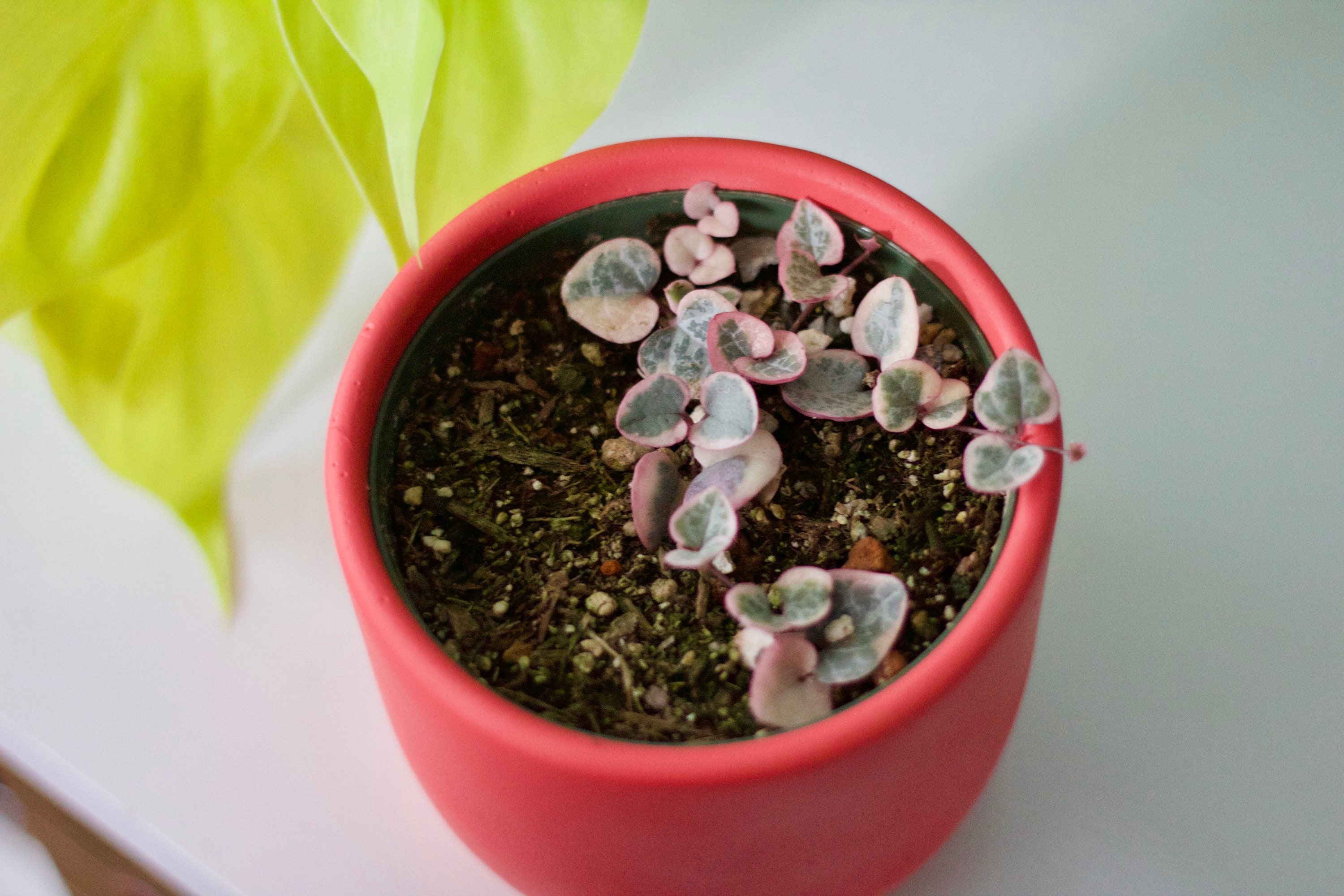 Variegated String of Hearts - Rare Succulents - Trailing Succulents - Housewarming Gifts - Office Plants - Easy Care Plants - Live Plants