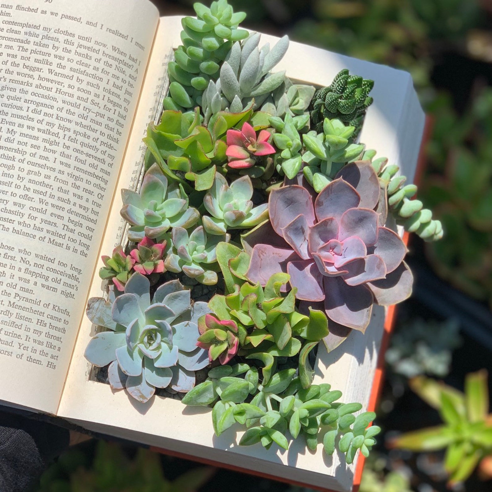 Суккуленты книга. Книга plants