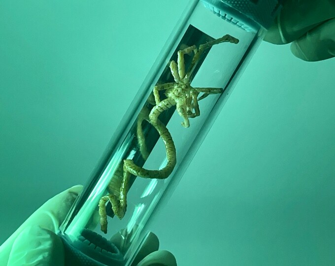 Alien Xenomorph/facehugger/chestburster Weyland Vial Capsule Movie Prop