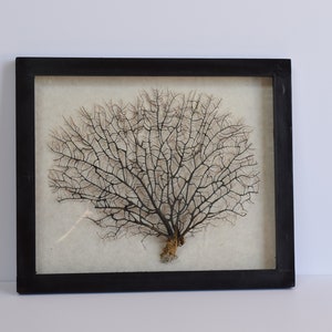 Black Shadow Box with Black Seafan