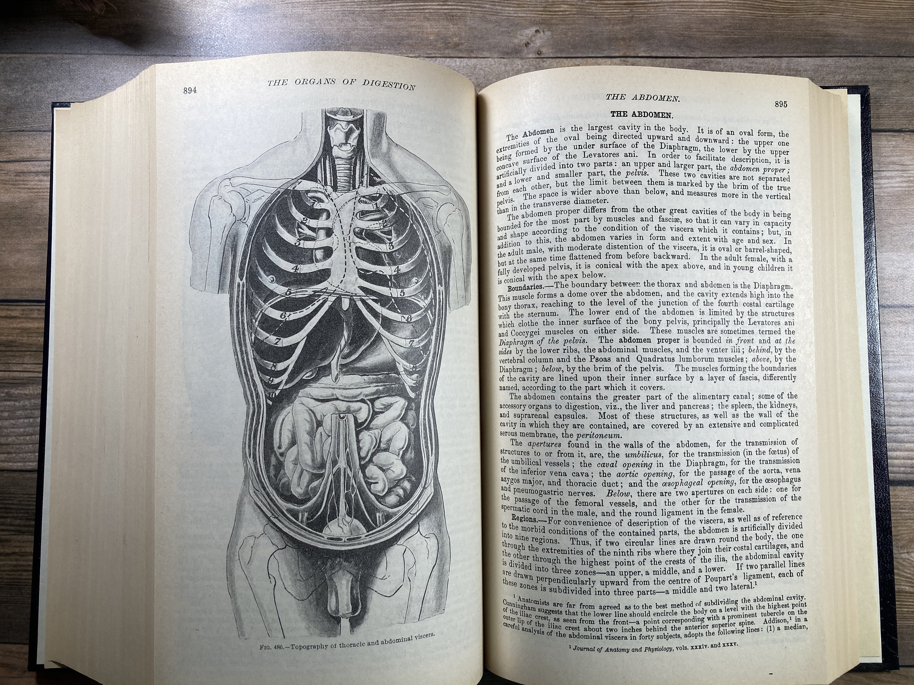 1977 Gray's Anatomy Henry Gray Anatomy Descriptive and | Etsy
