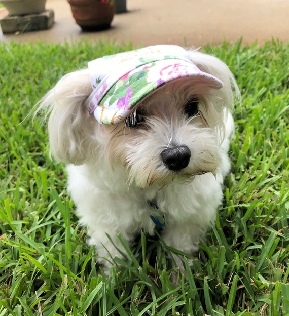 dog baseball hat
