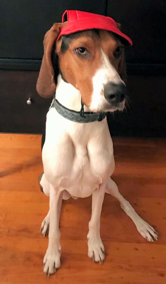 red sox dog hat