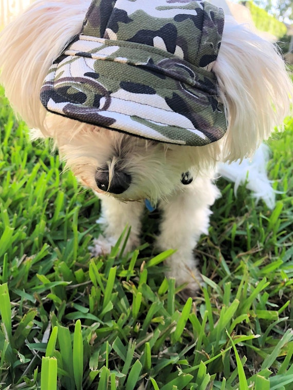 yankees dog hat
