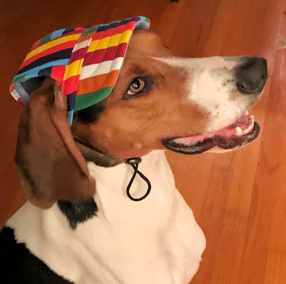 yankees dog hat