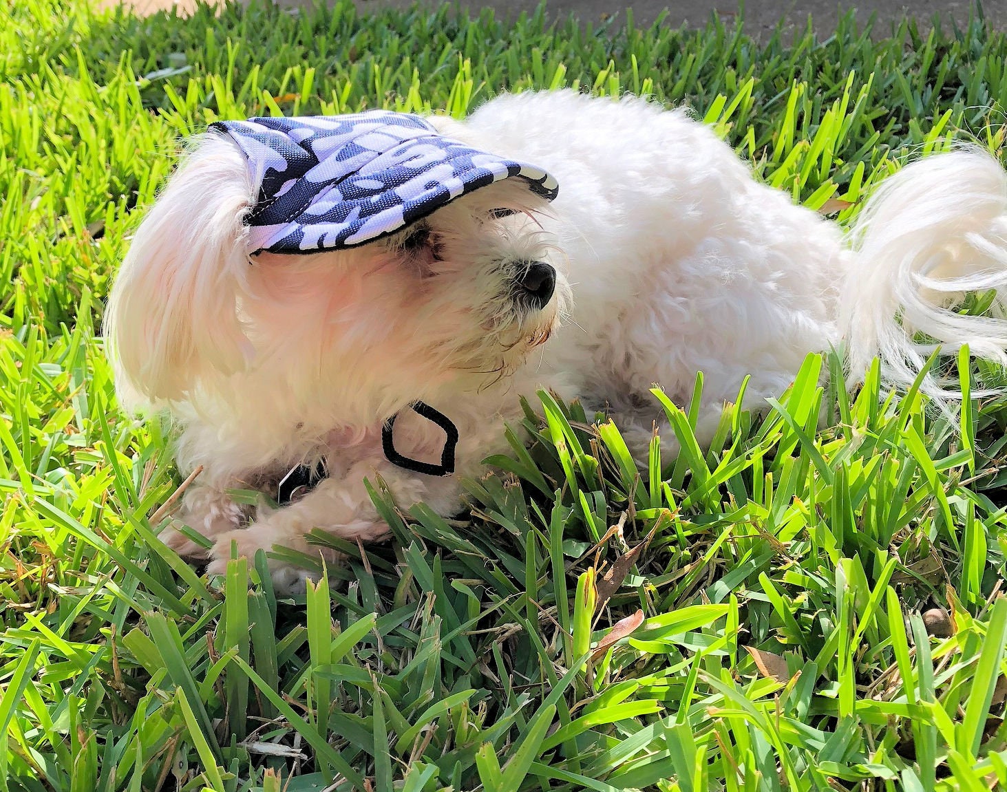  Dog Hat - Yankees Sports Fabric : Handmade Products