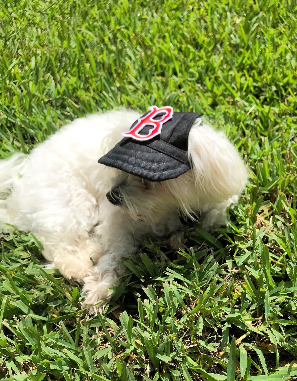 New York Yankees Dog Baseball Cap