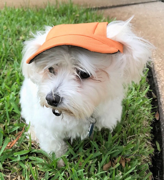 yankees dog hat