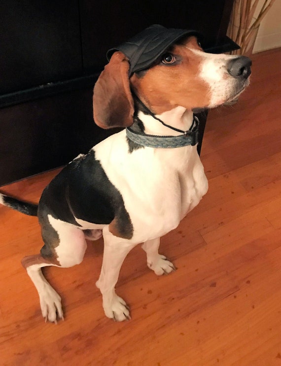 baseball caps for dogs