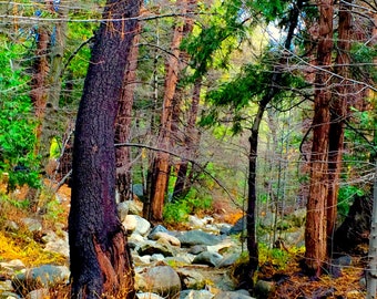 through the forest etsy