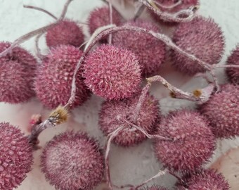 20 Platanenkugeln mit Stiel "Fuchsia", rosa gepudert*