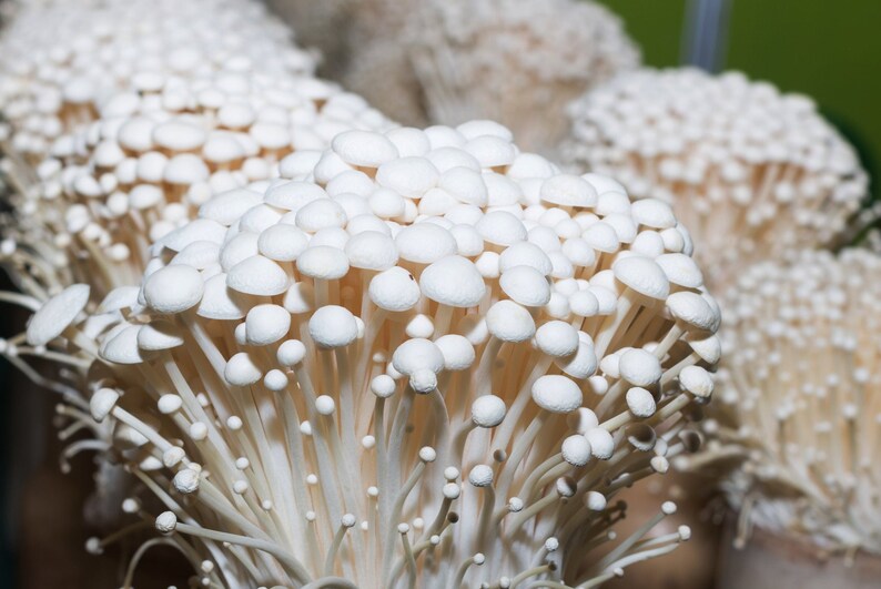 ReadytoFruit Enoki Mushroom Grow Kit 1L Etsy