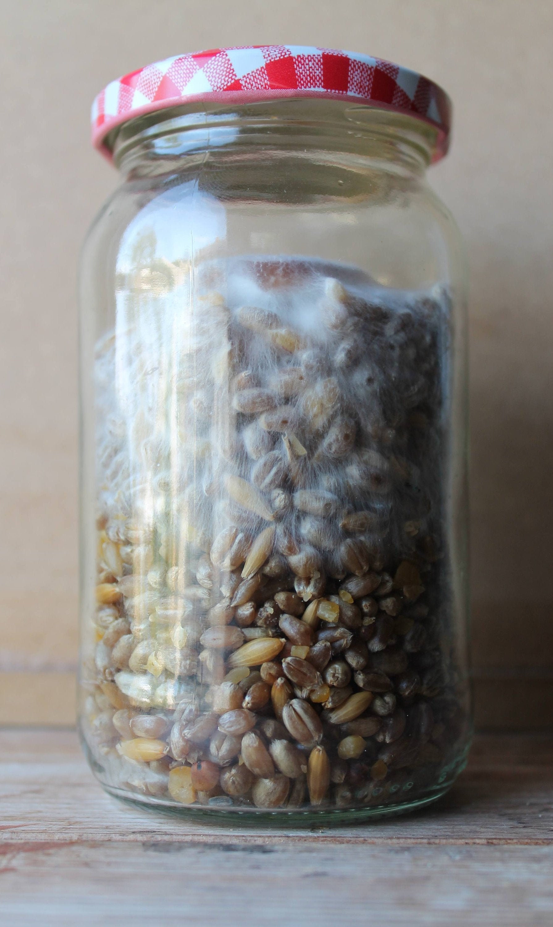 Grain Spawn Jar 400g for Mushroom Growing Etsy