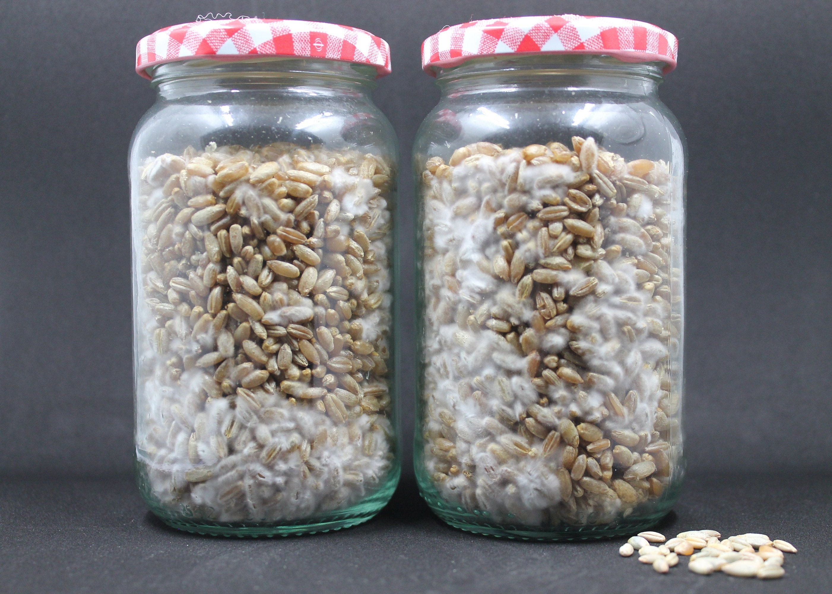 Grain Spawn Jar 400g for Mushroom Growing Etsy