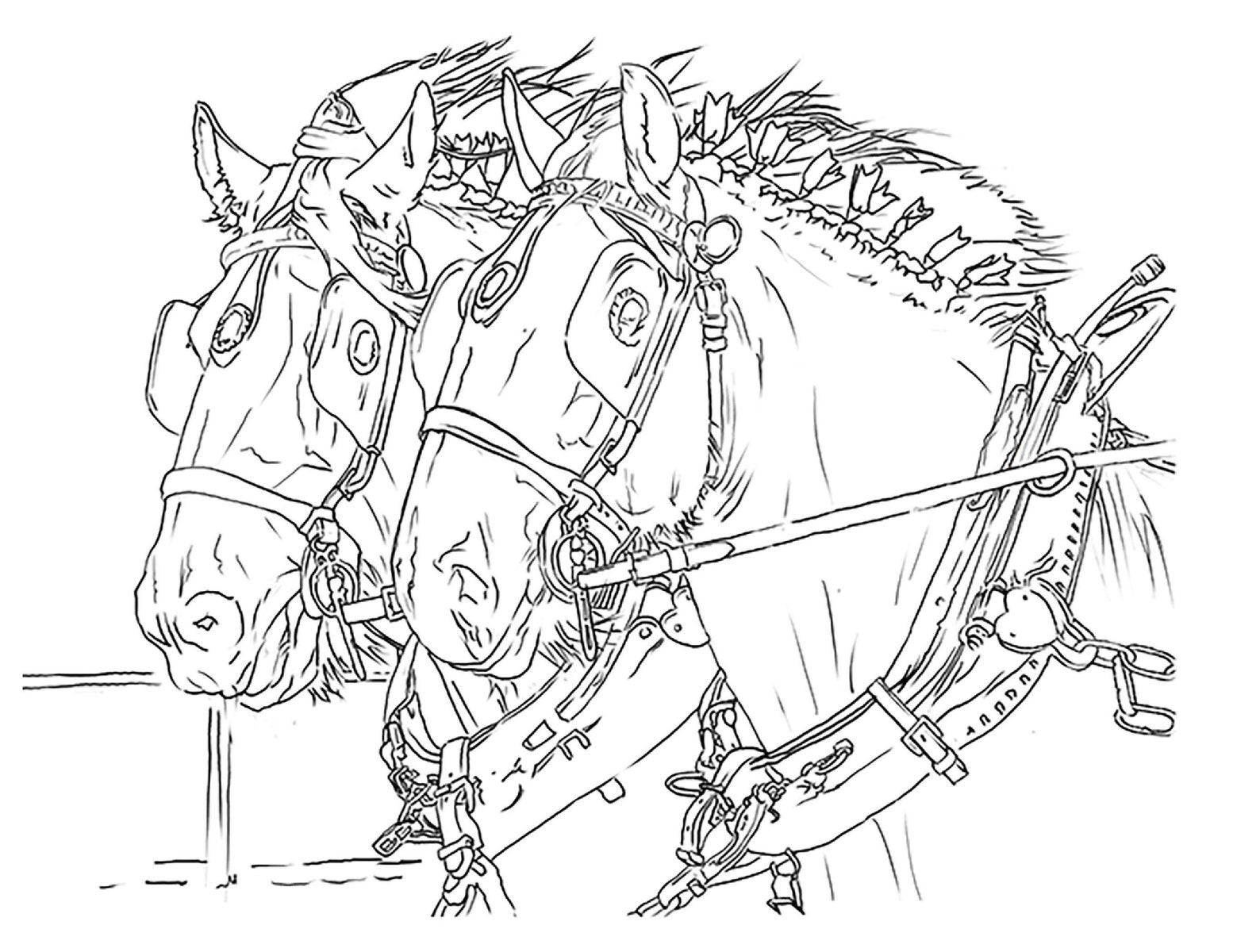 Shire Horse Heads colouring page. line art from an original | Etsy