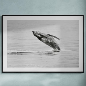 Humpback Whale Fine Art Print | Black & White Print Ocean Photography Wall Art Ocean Conservation Nature Fine Art Home Decor By Jessica Joy