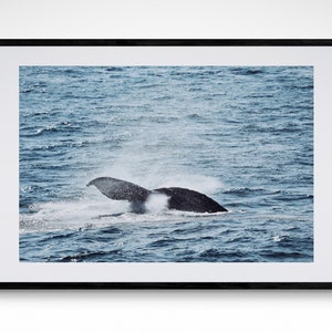 Whale Splash Photography Print Humpback Fine Art Poster Ocean Wildlife Wall Art Coastal Home Decor Whale Tail Print