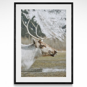 Rustic Reindeer Fine Art Print | Alaskan Wildlife Photography Poster Winter Alaska Wilderness Home Wall Decor