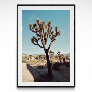 Afternoon in Joshua Tree Photography Fine Art Print | Desert ...