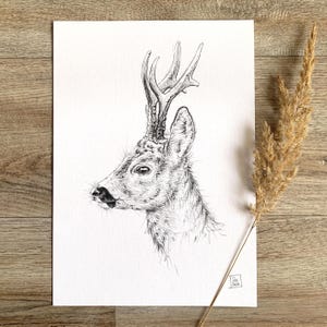 A4 Original pencil drawing roebuck roe deer Capreolus capreolus no print handmade sketch illustration by Sandra Mahn hand-painted portrait