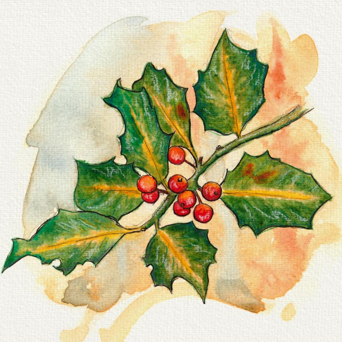 A4 Original Aquarell Stechpalme Ilex Weihnachten kein Druck  handgemalte  Zeichnung Gemlde von Sandra Mahn  handgefertigt handmade Unikat - Etsy  sterreich