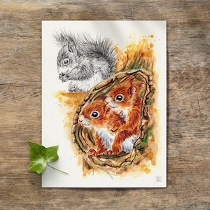 30 x 40 Pintura de acuarela original ardilla roja euroasiática Sciurus vulgaris sin impresión • dibujo hecho a mano Sandra Mahn acuarela pintada a mano