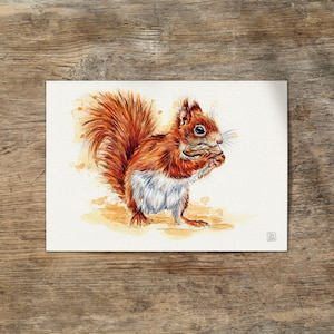 A4 Pintura de acuarela original ardilla roja euroasiática Sciurus vulgaris sin impresión • dibujo hecho a mano por Sandra Mahn acuarela pintada a mano
