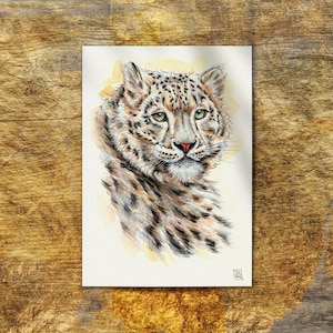 Könnte beinhalten: Eine Aquarellzeichnung eines Schneeleoparden-Kopfes mit Schulterpartie auf weißem Grund. Der Leopard hat dichtes, geflecktes Fell in Grau-, Weiß- und Beigetönen, stechend grüne Augen und eine rosa Nase. In der Ecke befindet sich eine kleine Signatur.