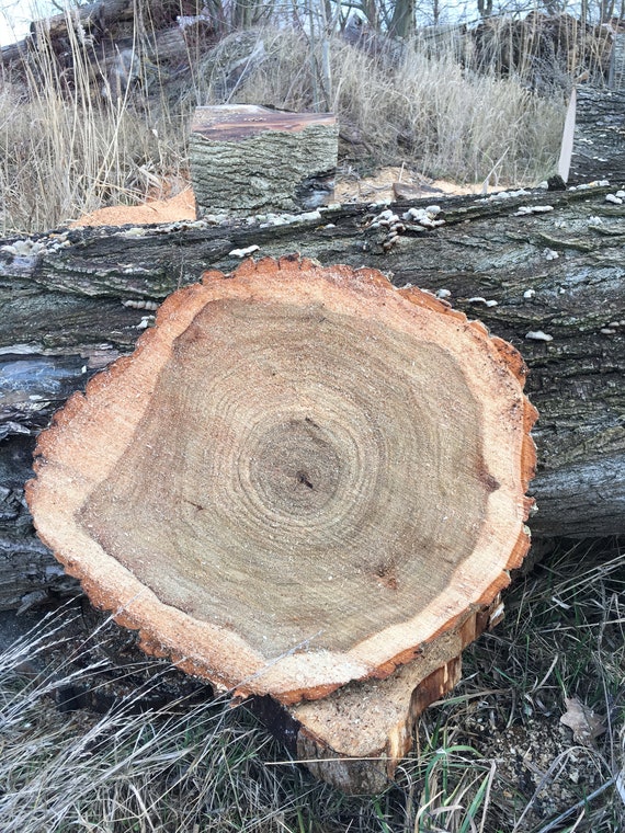 Tischplatte Holzscheibe Baumscheibe ca 60x5 Bilderrahmen