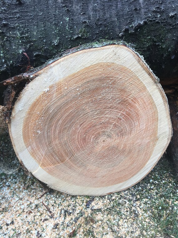Esche Holzscheibe 10 Baumscheiben 20x2 cm