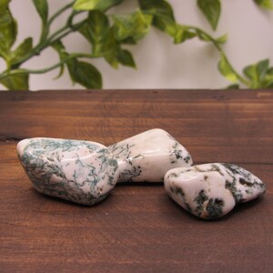 May include: Three polished tree agate stones. The stones have a creamy white base color with green, moss-like inclusions. They are smooth and rounded, with varying sizes and shapes. The stones are displayed on a dark wooden surface.