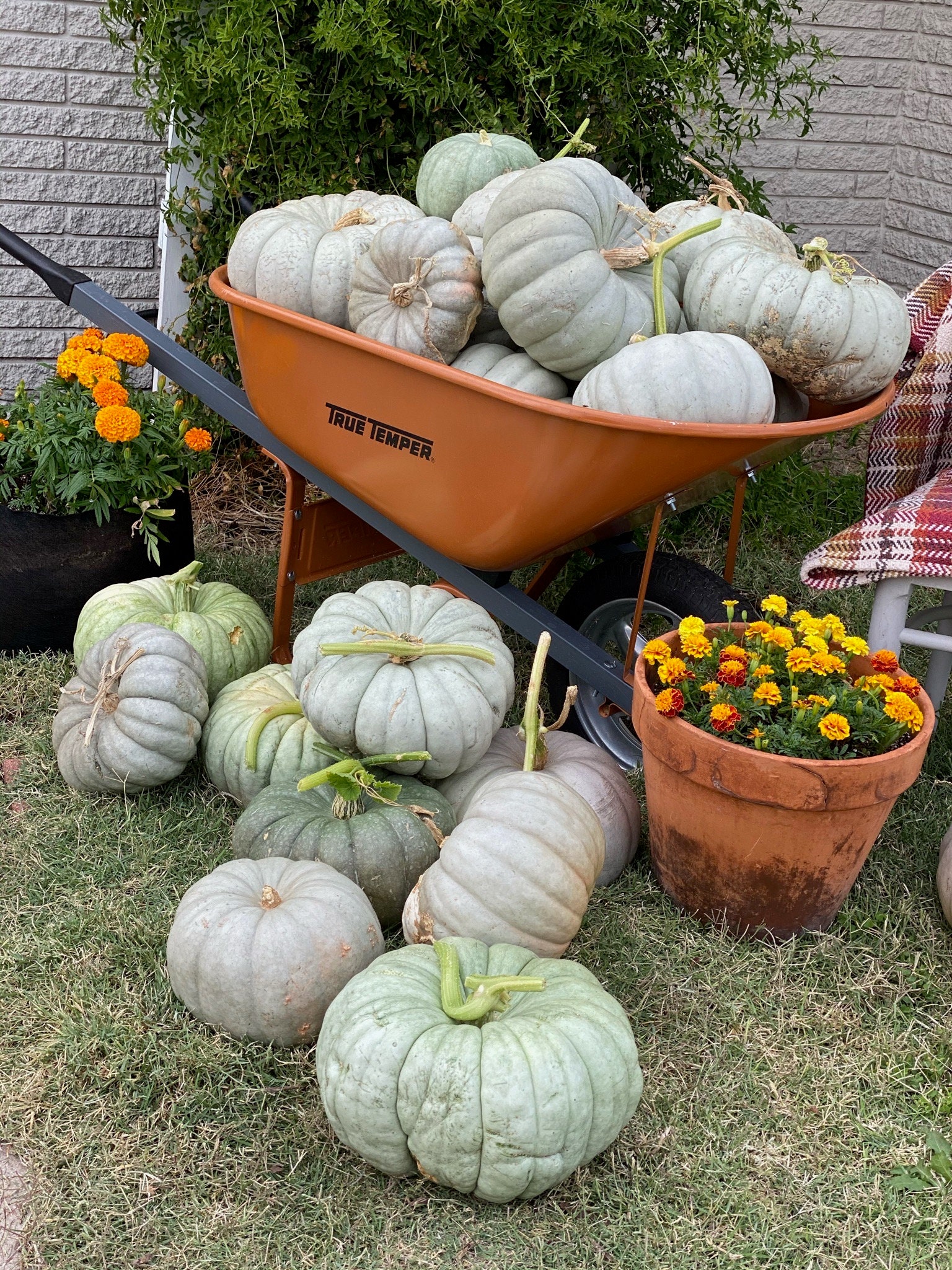Blue Jarrahdale Pumpkin 25 Seeds Etsy
