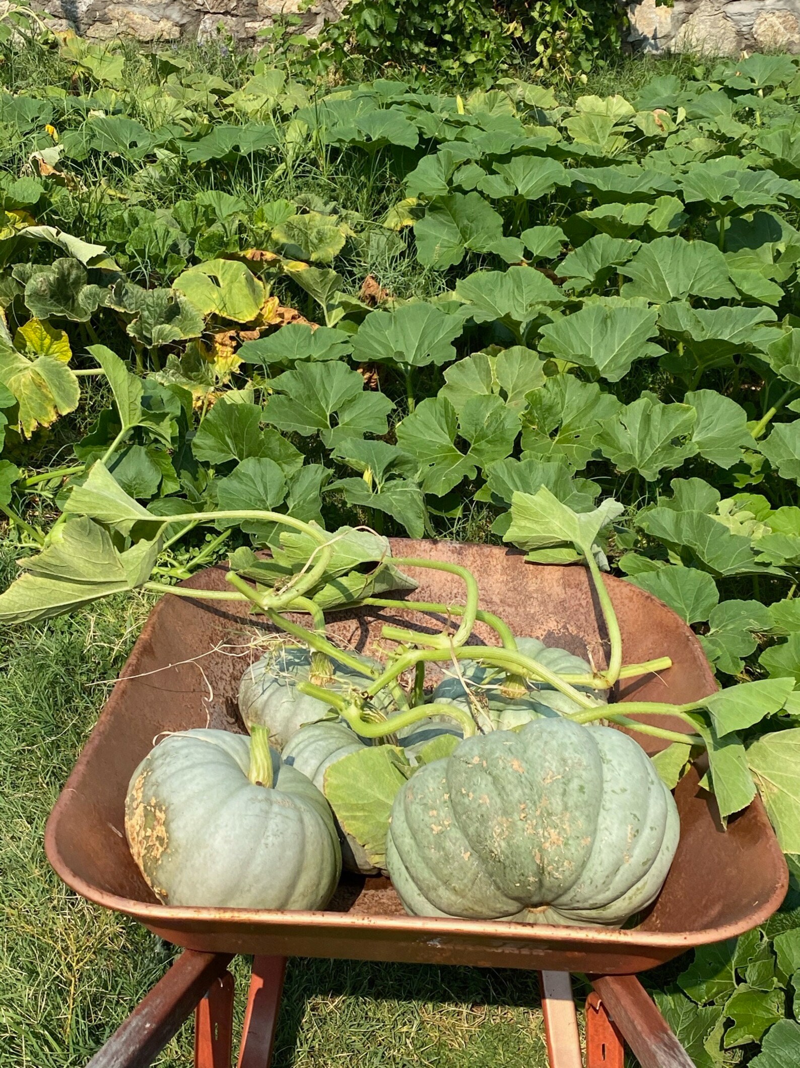 Blue Jarrahdale Pumpkin 100 Seeds Etsy