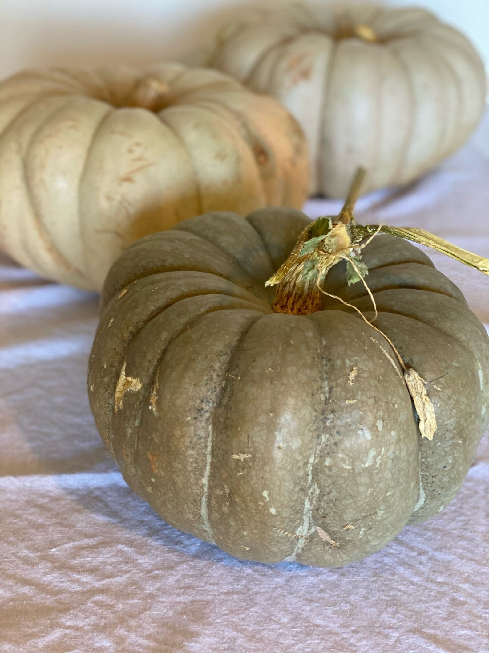 Blue Jarrahdale Pumpkin 100 Seeds Etsy