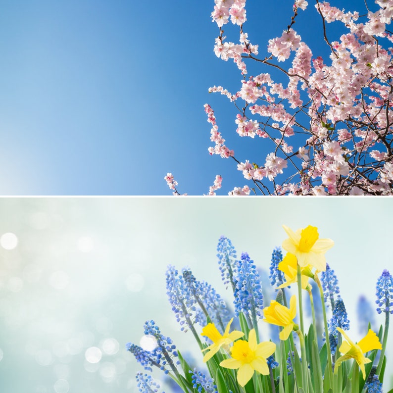 spring zoom backgrounds