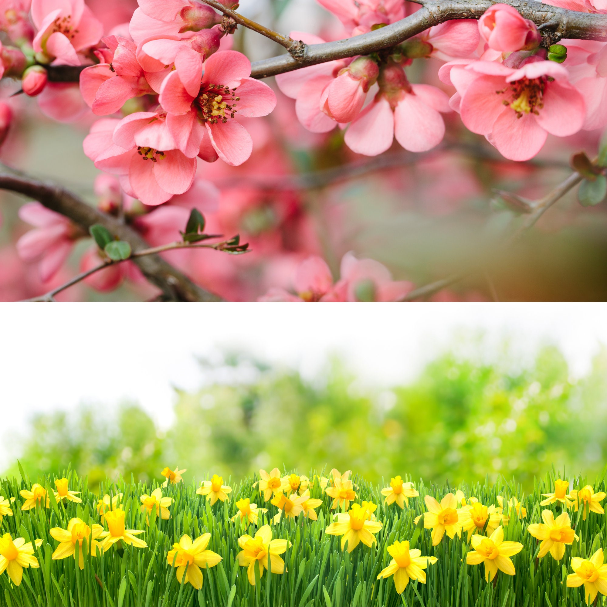 spring zoom background