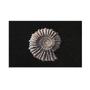 May include: A fossilized ammonite shell with a spiral shape and a textured surface. The shell is a light brown color and is set against a black background.