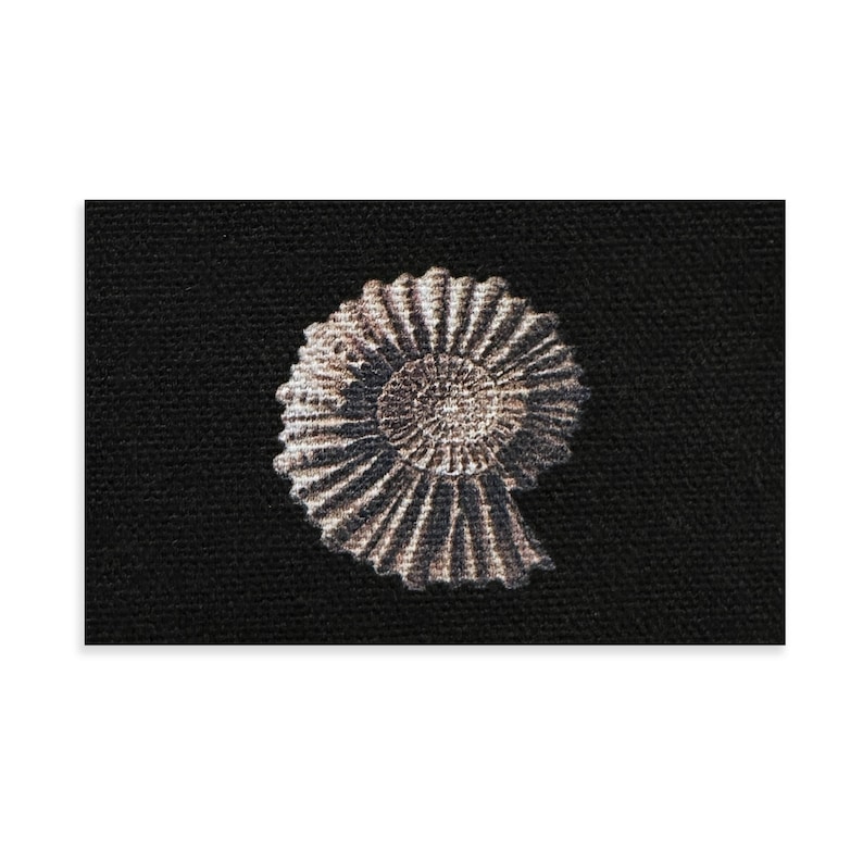 May include: A fossilized ammonite shell with a spiral shape and a textured surface. The shell is a light brown color and is set against a black background.