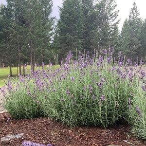 50 Seeds English Lavender - Variety 1. Harvested by Hand in Northwest Montana