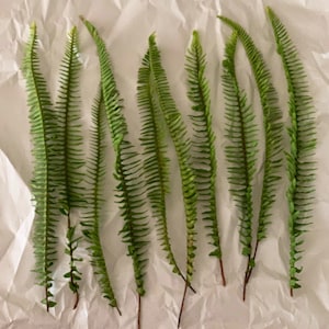 Sword Fern Fronds (10 stems/bushel from 15”-17” in length). Free shipping eligible