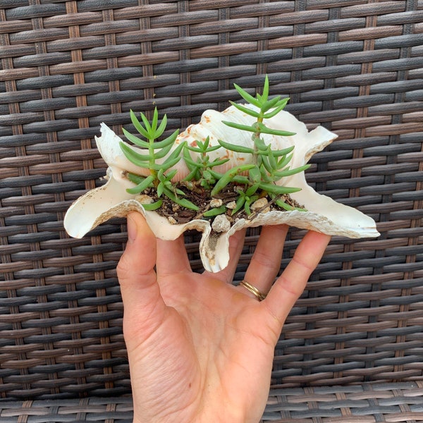 Scorpion Seashell + Crassula Tetragona Live Plant Arrangement. Free shipping eligible