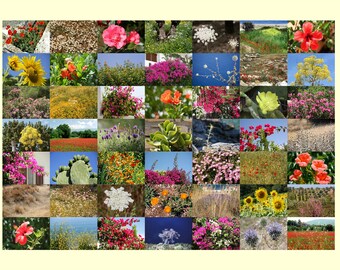 Fotografie Collage "Mediterrane Flora" - Wandbild Bild Foto Geschenk Kunst Natur Blumen Blüten Pflanzen Mittelmeer meditativ entspannend