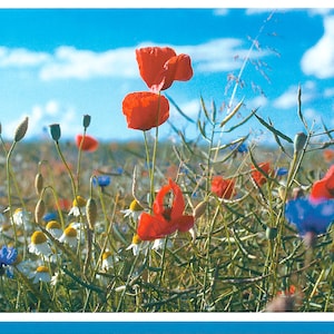 Neutrale Karte Grußkarte Glückwunschkarte "Wildblumen" - Blumenkarte Fotokarte Geburtstag Jubiläum Genesung Dank