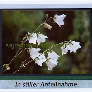 Carte de deuil "Campanule" - carte de condoléances, carte de sympathie, deuil, condoléances, condoléances