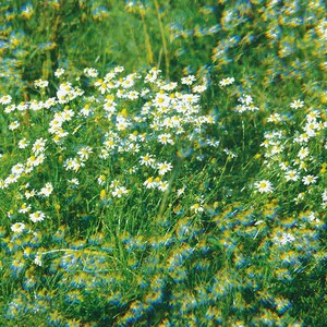 Neutrale Grußkarte Glückwunschkarte "Margeritenwiese" - Kunstkarte Blumen