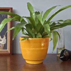 May include: A houseplant with long, green leaves in a bright yellow ceramic pot. The pot has a rounded shape with horizontal ridges. A clear glass and a black decorative object are also visible.