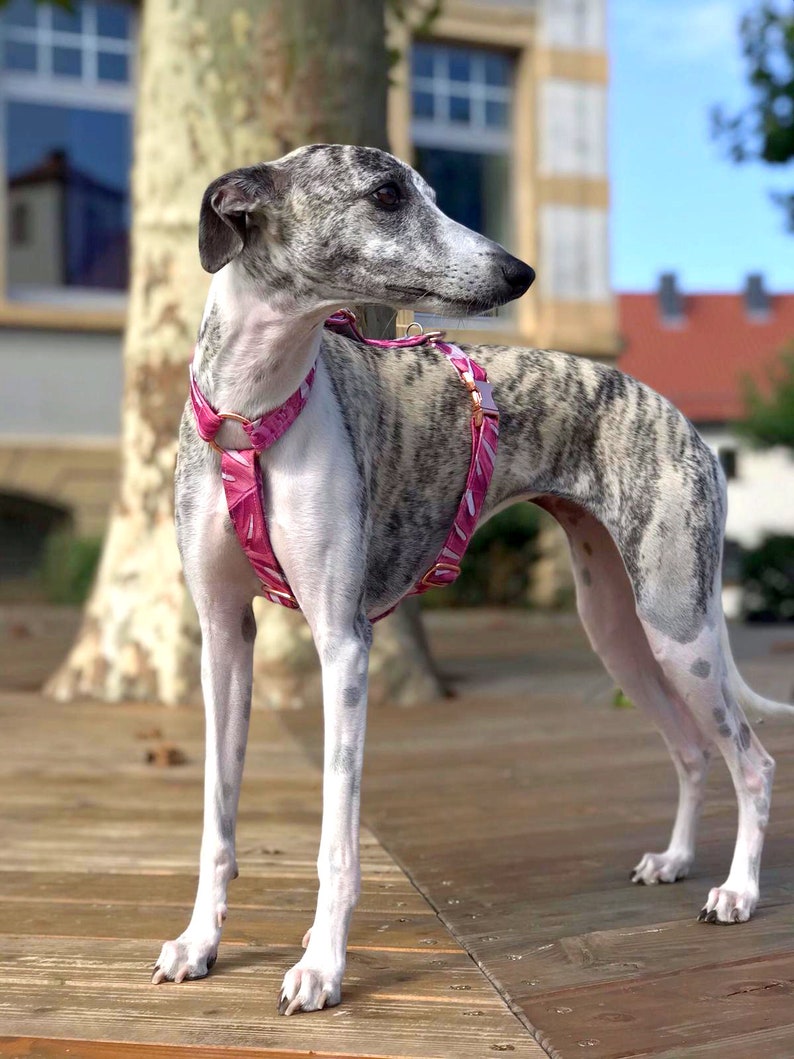 best harness for whippets